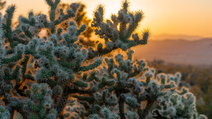sunset in the desert