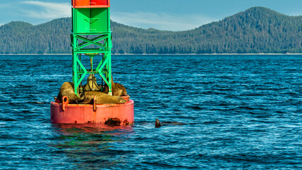 sea lions on a buoy