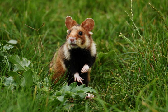 Common hamster (Cricetus cricetus) keeping watch at Meidling Cemetery, Vienna.