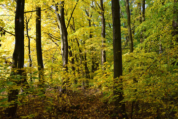 Fototapeta na wymiar Autumn trees fall colours