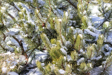 Snowy pine tree branches on sunny winter day, evergreen tree background