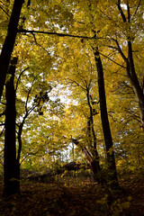 Fototapeta premium Autumn trees fall colours