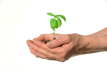Fototapeta na wymiar Hands Holding A Small Basil Plant with a White Background