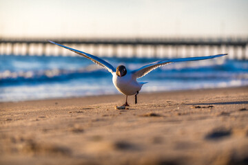 Seagull Waiting Something Eat On Seaside