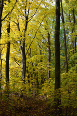 Fototapeta premium Autumn trees fall colours