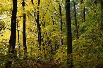 Autumn trees fall colours