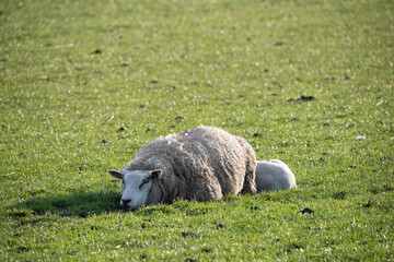 Sheep
