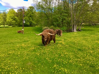 Several large highland cows on a green meadow. Plenty of small yellow flowers in the grass....