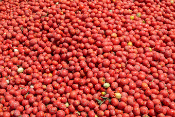 Tomatoes background. Group of fresh harvested tomatoes.