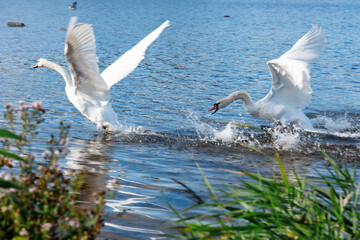 Fototapeta na wymiar two white swans flying and fighting on the lake