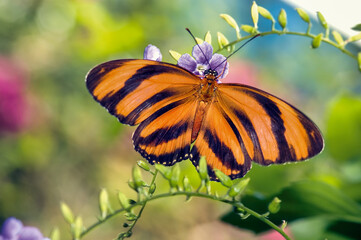 Fototapeta na wymiar Banded orange butterfly close up