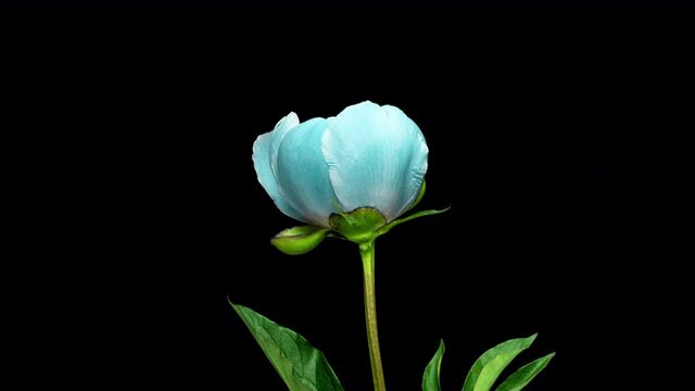 timelapse bouquet of pink peonies blooming on black background. Blooming peonies flowers open, close-up. Wedding backdrop, Valentine's Day. 4K UHD video.
