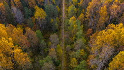  an abandoned rusty railway passes through the forest and recedes far beyond the horizon