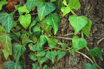 A green ivy plant wrapped around the bark of a tree