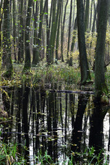 Fototapeta na wymiar Autumn alder-bog forest with water flooded trees
