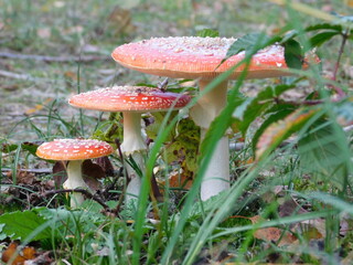 Mushroom Amanita Muscaria with forest background during autumn in Maasduinen National Park, Netherlands