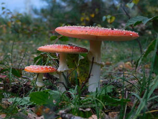 Mushroom Amanita Muscaria with forest background during autumn in Maasduinen National Park, Netherlands