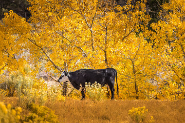 Black cow on  the pasture in front of yellow aspen trees, beautiful fall for a happy cow