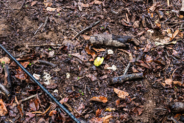 Mushrooms in the forest