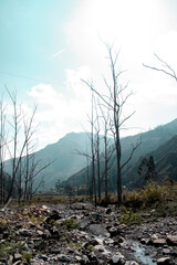 forest in the mountains
