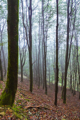 Beech forest covered in fog on a rainy day of autumn with fallen leaves covering the ground