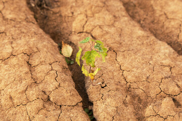 Little young green plant, tree on dry cracked soil, dried earth
