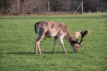 A close up of a Fallow Deer Stag