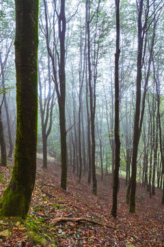 Beech forest covered in fog on a rainy day of autumn with fallen leaves covering the ground © Ibai