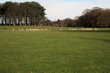 Obraz premium A view of Deer in a Park