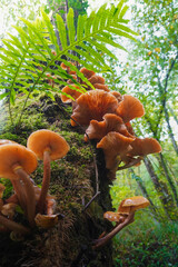 Little orange inedible mushrooms growing on a tree looking for moisture and light