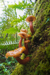 Orange inedible mushrooms growing on a tree in the forest