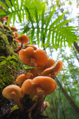 Little orange inedible mushrooms growing on a tree looking for moisture and light