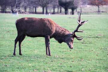 A close up of a Red Deer Stag