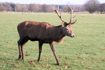 A close up of a Red Deer Stag