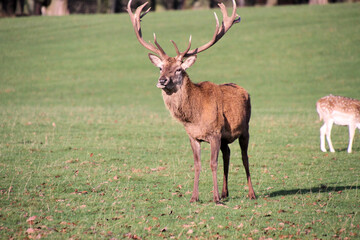 A close up of a Red Deer Stag