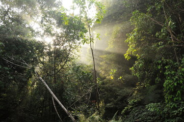 Sunshine through the rainforest canopy at Sinharaja Forest Reserve, Sri Lanka