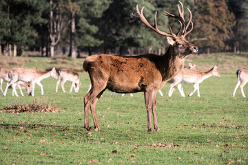 A close up of a Red Deer Stag