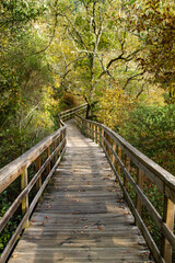 Footbridge in the forest