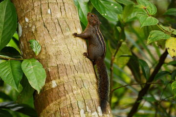 Endemic Layard's palm squirrel (Funambulus layardi) climbing up a tree at Sinharaja Forest Reserve, Sri Lanka