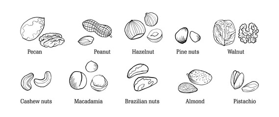 A set of sketch-style nuts with titles. The main types of nuts: walnuts, makazamia, pecans, almonds, hazelnuts. Inshell and whole nuts. Set for packaging design with mix of nuts, thin ink lines