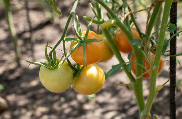 green and red tomatoes  on branches in the garden