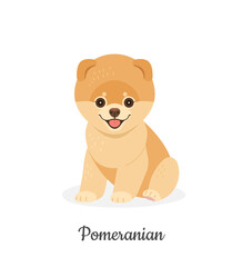 Pomeranian dog. Vector illustration of cute fluffy puppy in flat style. Isolated on white