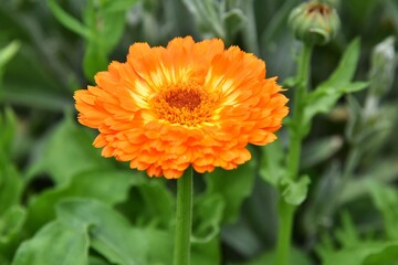 Tender orange gerber flower with selective focus on blurred green background. Beautiful single gerbera on the flowerbed. Summertime. 