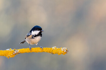 Coal Tit Bird on Yellow Lichen Branch