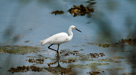Little egret