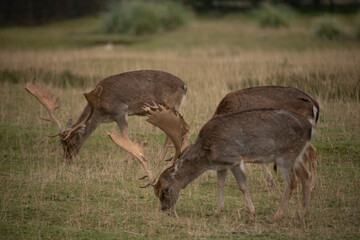 Fallow deer grazing boil