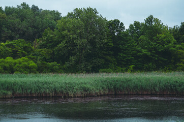 Lake in the Forest