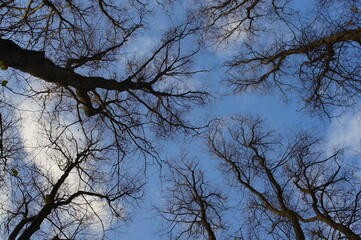 tree branches against blue sky