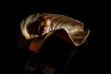 Naklejka premium Caramujo em uma folha seca em superfície preta reluzente.