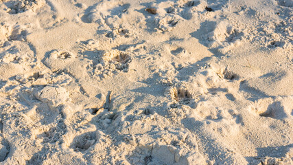 close up footprints in the sand